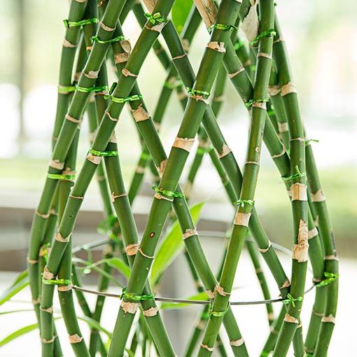 竹子植物的形象
